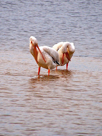 American White Pelicans; Ding Darling NWR; Sanibel Is. FL; January