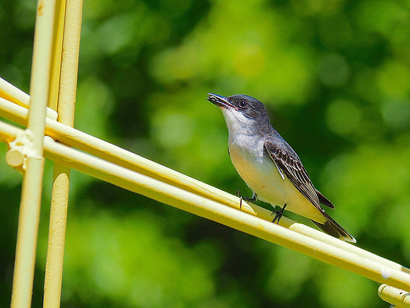 Eastern Kingbird; Lynden Sculpture Garden, Milwaukee, WI; June
