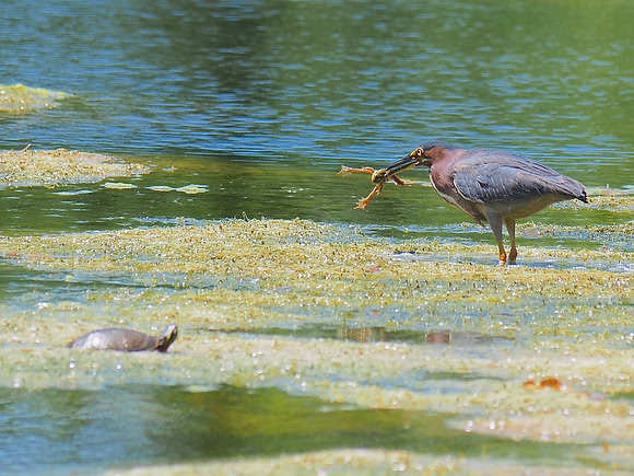 Green Heron; Lynden Sculpture Garden, Milwaukee, WI; June
