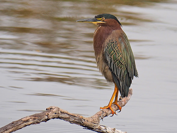 Green Heron; Venice Rookery, FL; February