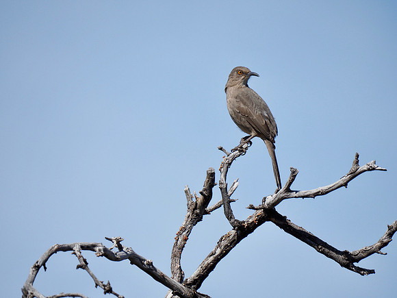 Curve-billed Thrasher; Arizona