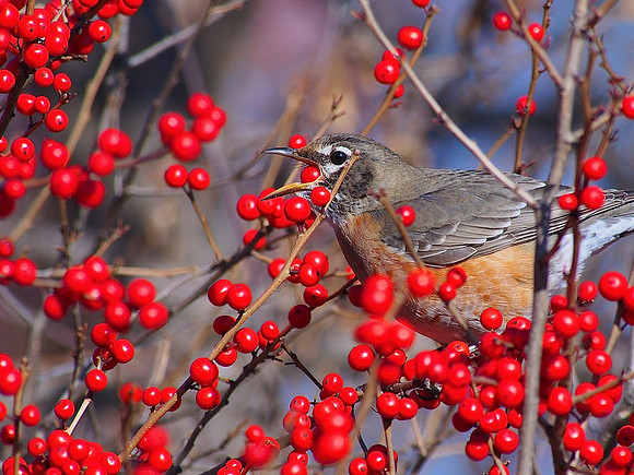American Robin; UW Madison Arboretum, WI; June