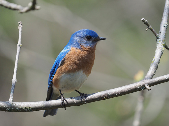 Eastern Bluebird; Lake Park, Milwaukee, WI; May