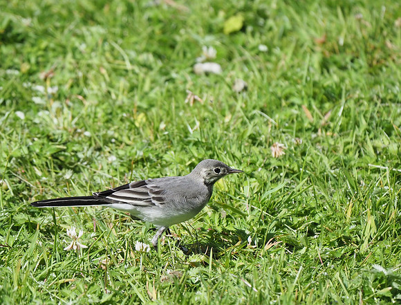 White Wagtail chick
