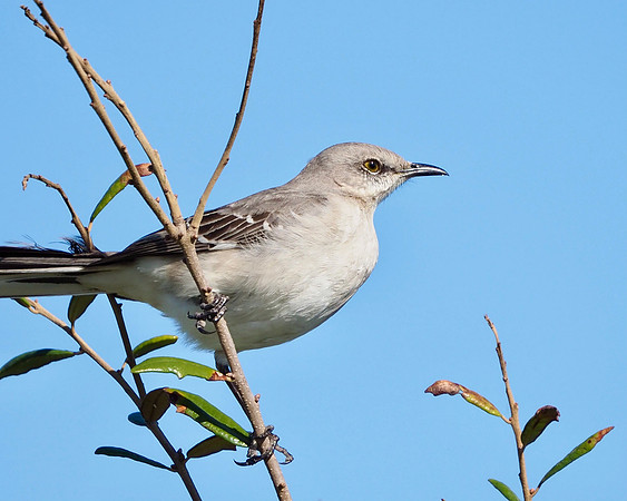 Northern Mockingbird, Venice, FL.