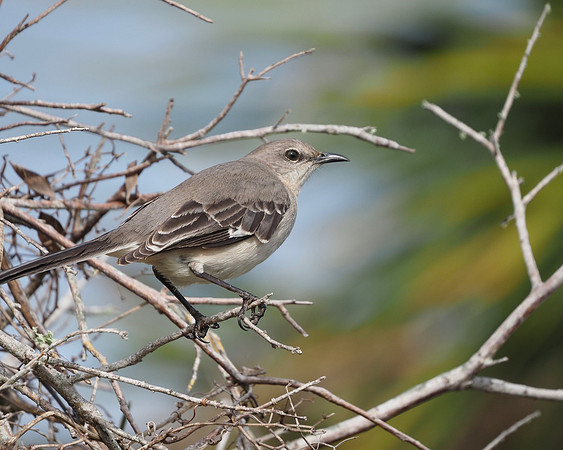 Northern Mockingbird.