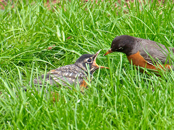 American Robins;  Whitefish Bay, WI; June