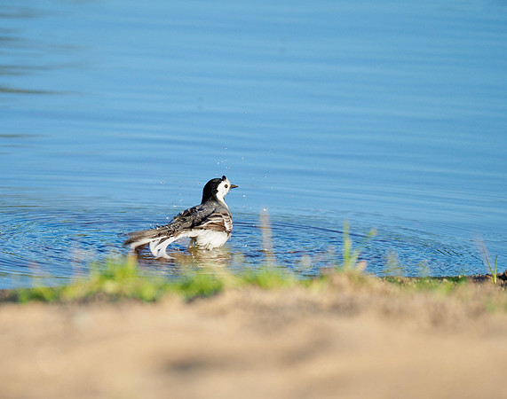 White Wagtail taking a bath.