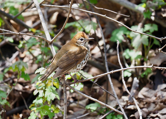Wood Thrush; Lake Park; May