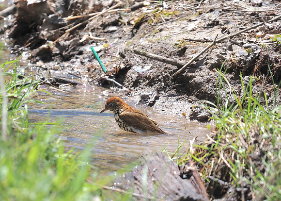 Wood Thrush bath time