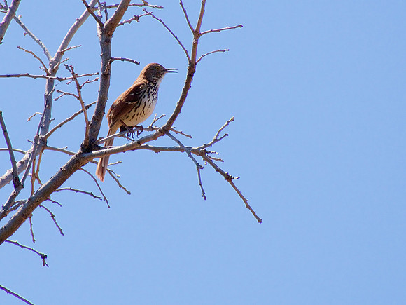 Brown Trasher; Tendike Nature Park, Saukville, WI; April
