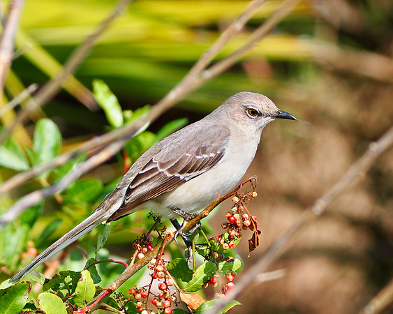 Northern Mockingbird.