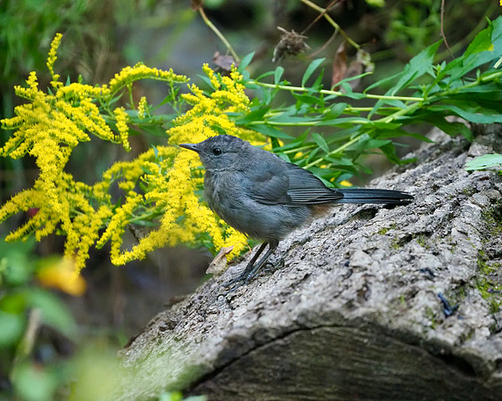 Catbird youth