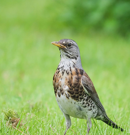 Fieldfare; Kurikka, FI; June.