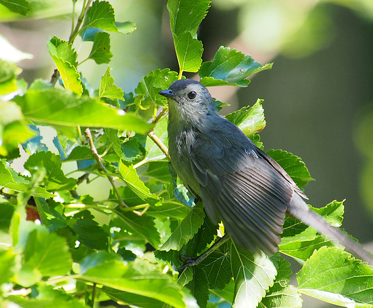Gray Catbird; Lake Park, Milwaukee, WI; September