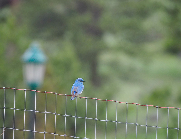Mountain Bluebird; Estes Park, CO; June