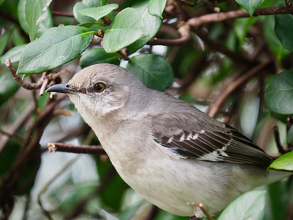 Northern Mockingbird, Venice, FL