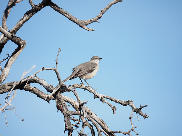 Northern Mockingbird; Arizona
