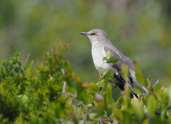 Northern Mockingbird; Folly Is., SC; February
