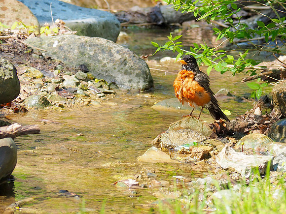 Bath time; Lake Park, Milwaukee, WI; May