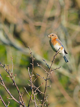 Eastern Bluebird; UW Madison Arboretum, WI; June