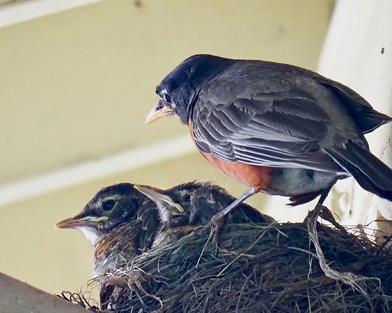 Robin family under our eaves.
