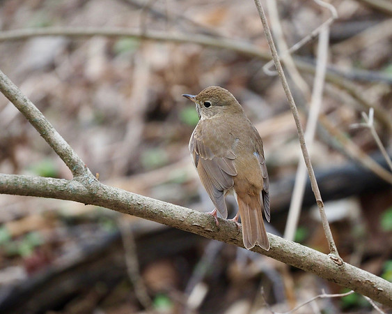 The rusty red tail