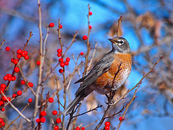 American Robin; UW Madison Arboretum, WI; June