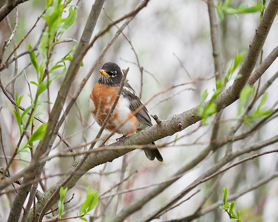 Leucistic American Robin.