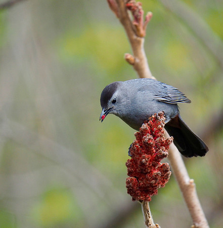 Gray Catbird; Lake Park, Milwaukee, WI; May