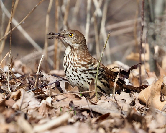 Brown Thrasher, Lake Park, April.