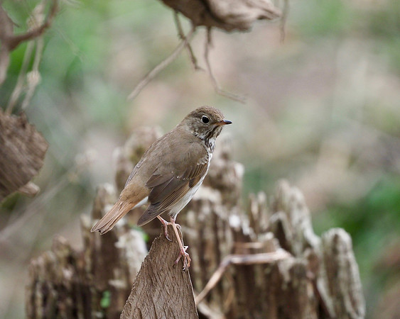 Hermit Thrush