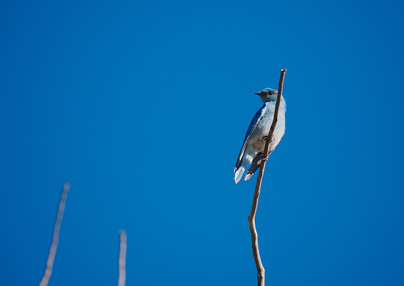 Mountain Bluebird; Colorado; June