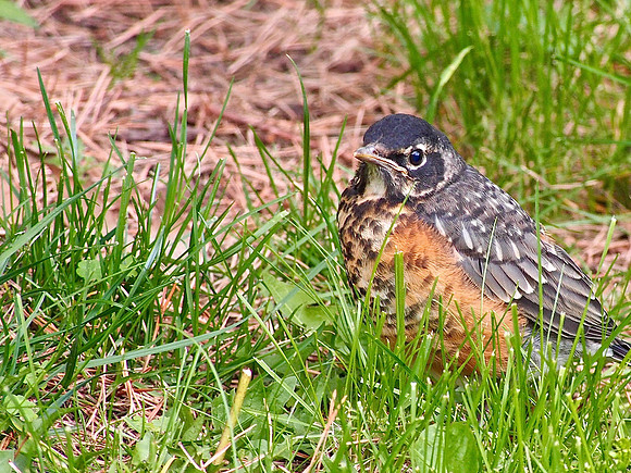 American Robin; Whitefish Bay, WI; June