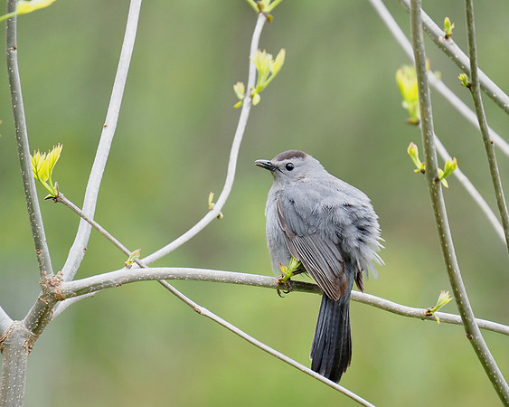 Gray Catbird