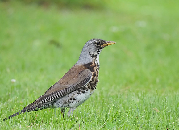 Fieldfare