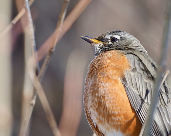 Winter Robin