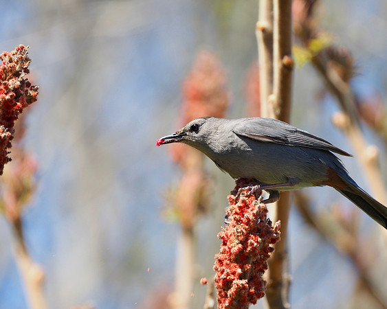 Gray Catbird.