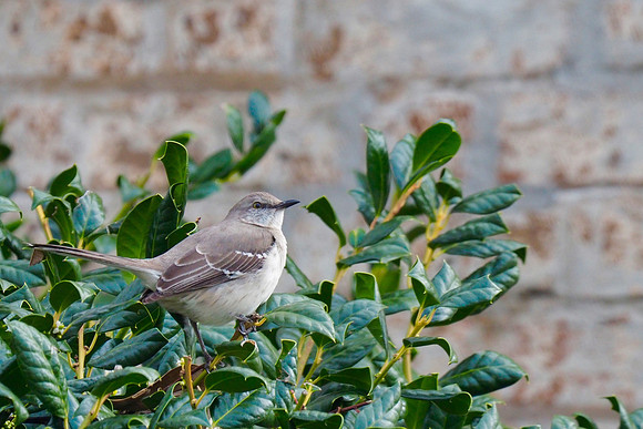 Northern Mockingbird; Charleston, SC; February