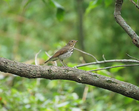 Hermit Thrush.