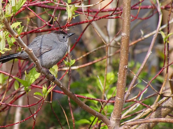 Gray Catbird; Urban Ecology Center, Milwaukee, WI; April