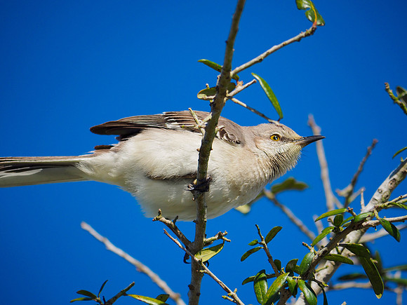 Northern Mockingbird; Celery Fields, Sarasota, FL; February