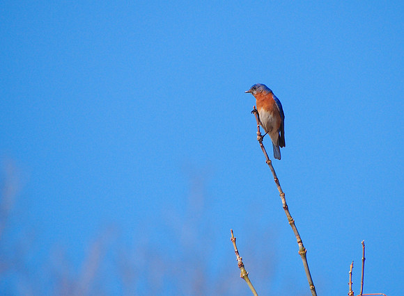 Eastern Bluebird; Pleasant Valley Nature Park, Cedarburg, WI ; April