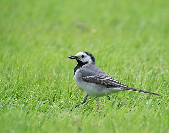 White Wagtail; Helsinki, FI; June.
