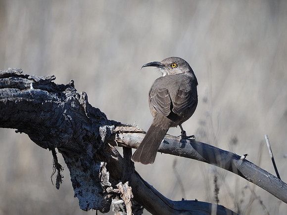 Curve-billed Thrasher.  Note leg band.