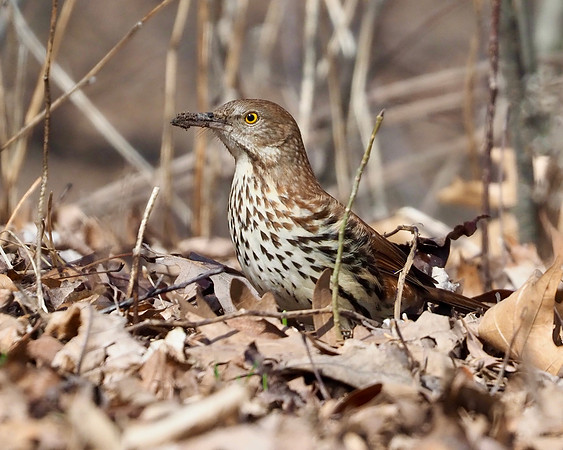 Brown Thrasher