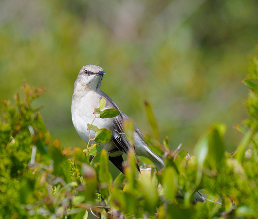 Northern Mockingbird; Folly Is., SC; February