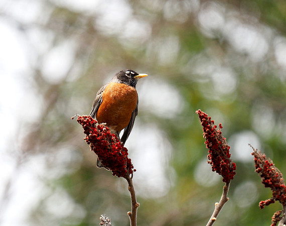 American Robin on sumac.