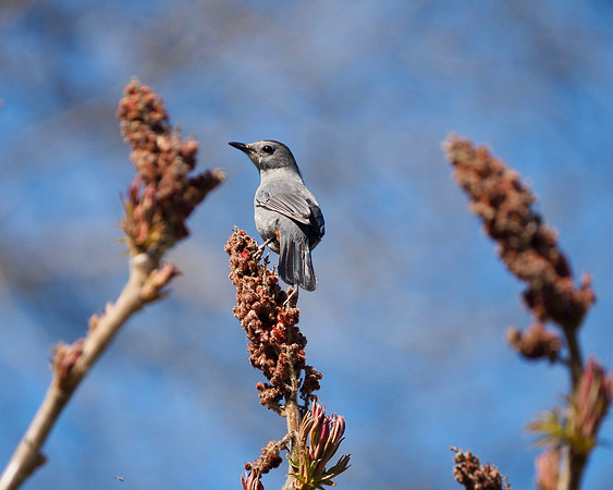Gray Catbird.