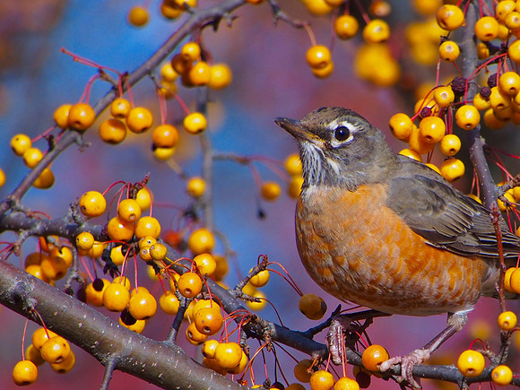 American Robin; UW Madison Arboretum, WI; June